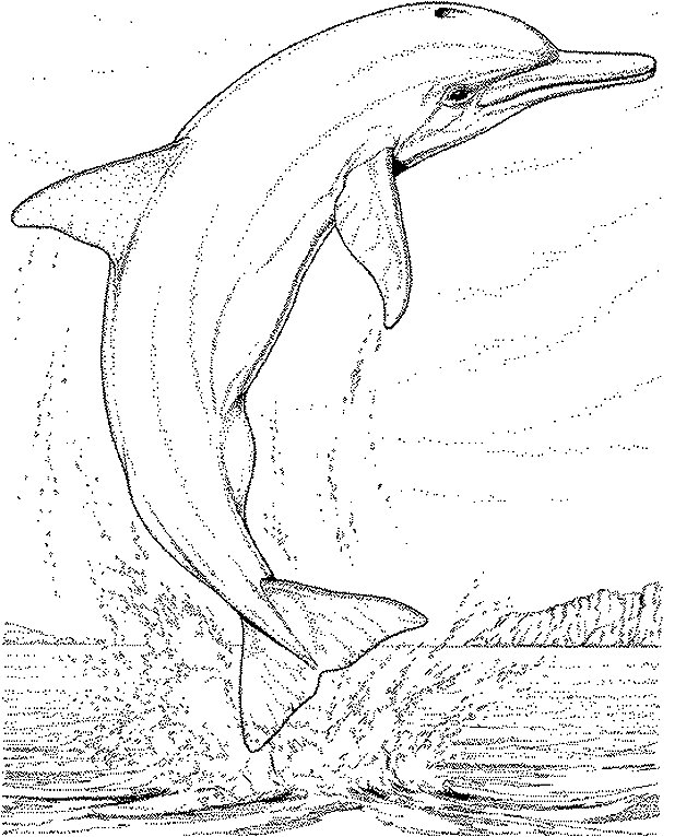 ausmalbilder delphin