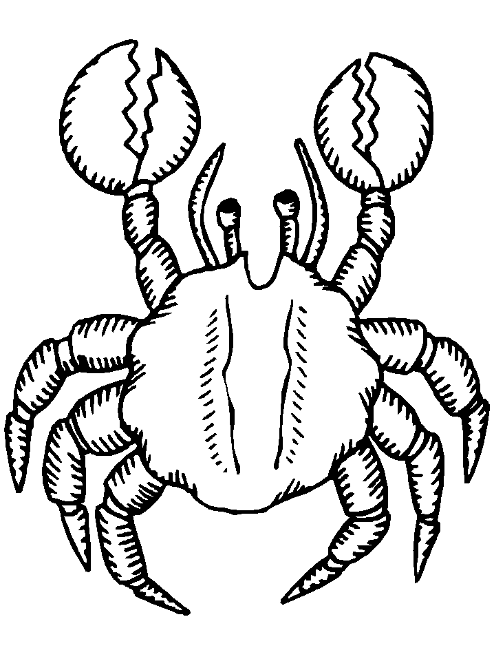 krabbe malvorlagen  malvorlagen1001de