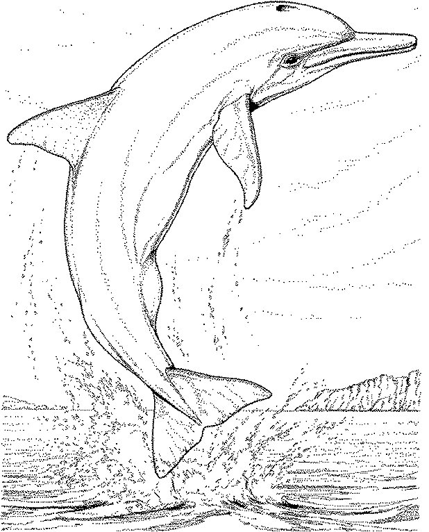 Delphin Malvorlagen