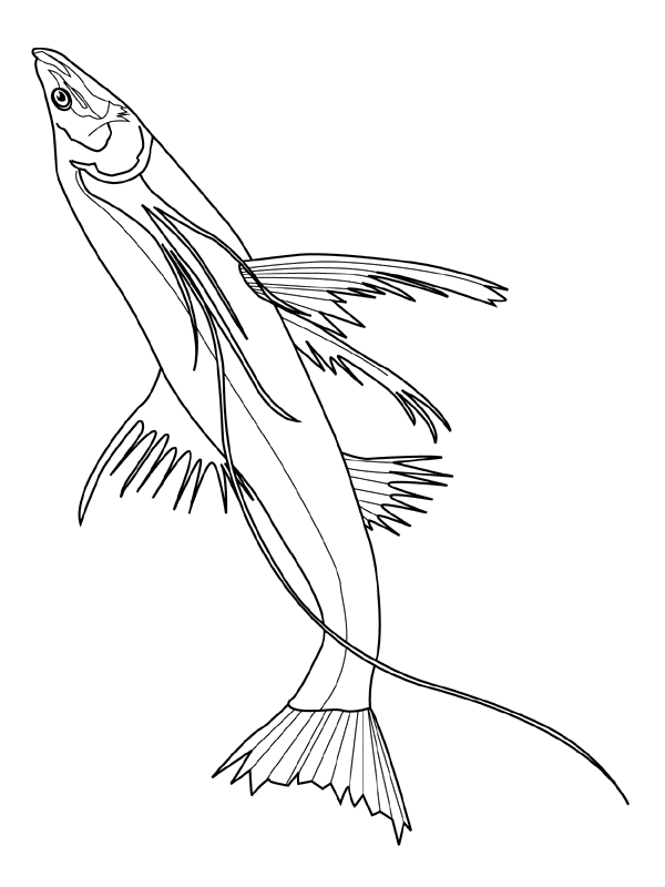 Fisch Malvorlagen