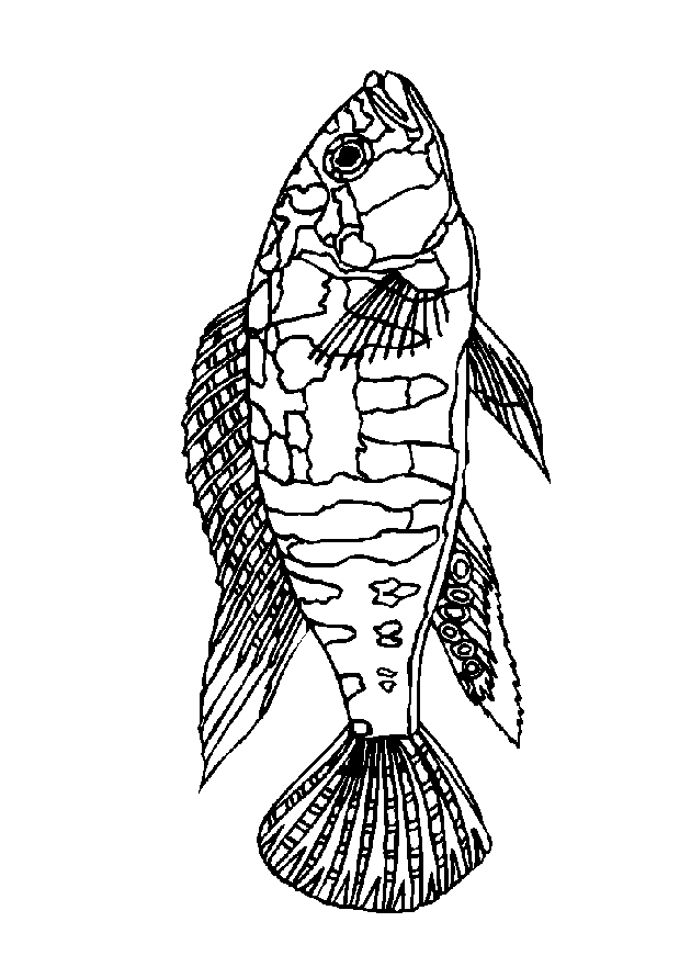 Fisch Malvorlagen