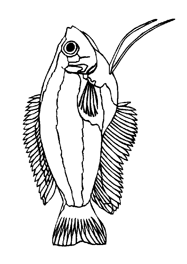 Fisch Malvorlagen