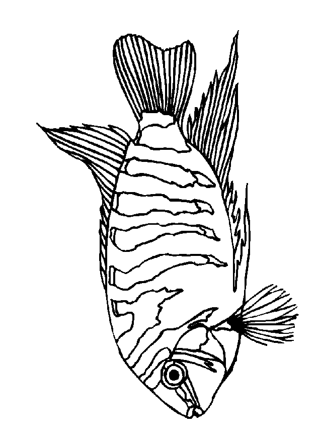 Fisch Malvorlagen