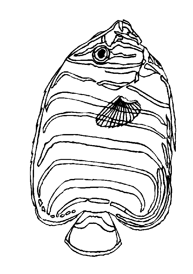 Fisch Malvorlagen