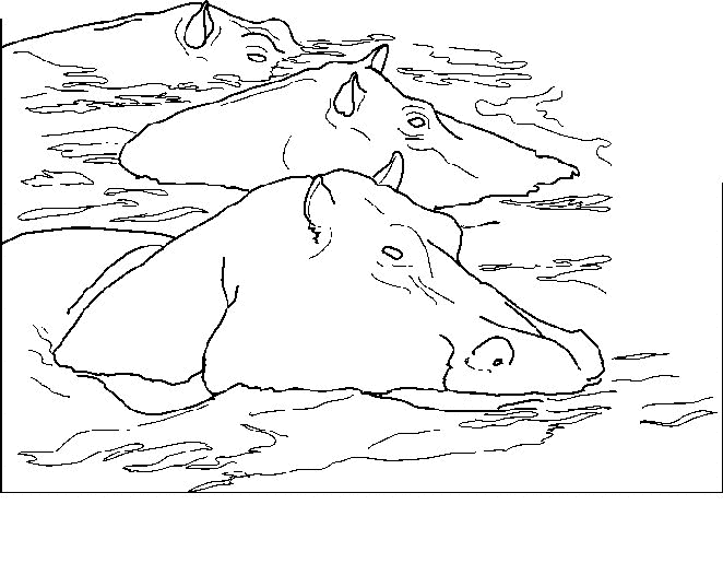 Flusspferde Malvorlagen