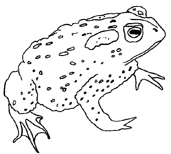 Frosch Malvorlagen