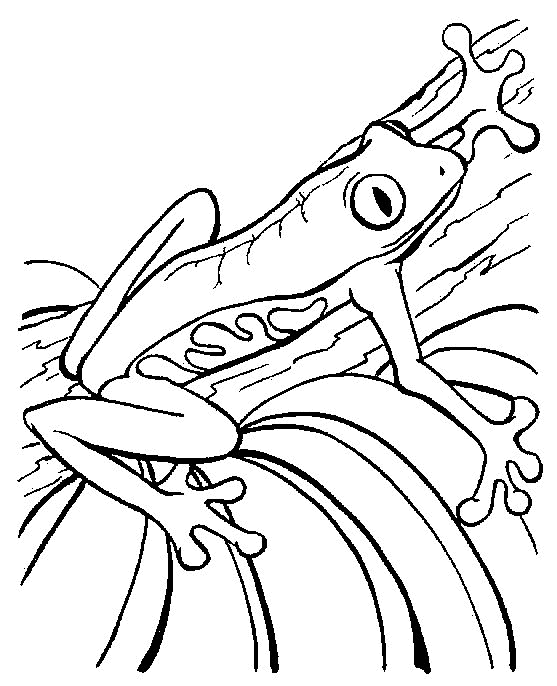 Frosch Malvorlagen