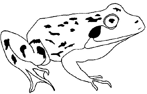 Frosch Malvorlagen