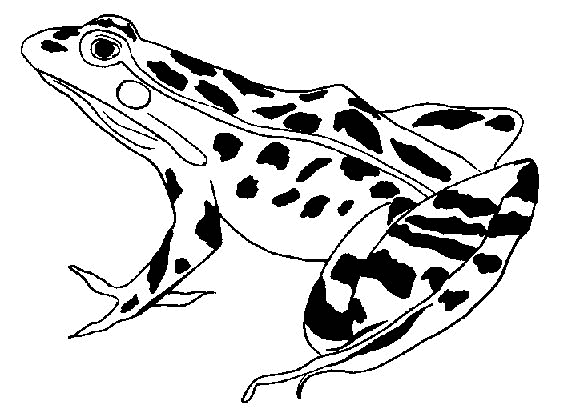 Frosch Malvorlagen