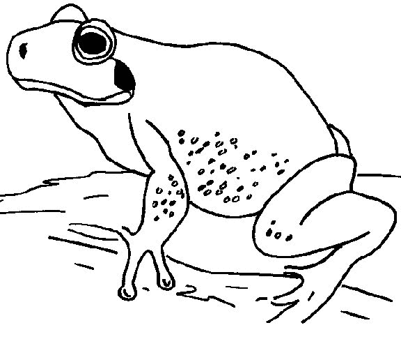 Frosch Malvorlagen