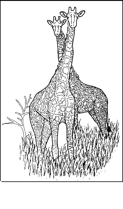 Giraffe Malvorlagen