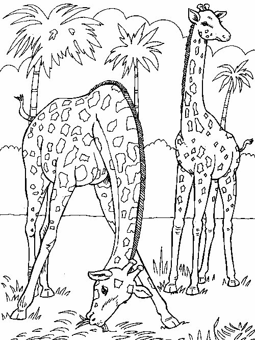 Giraffe Malvorlagen