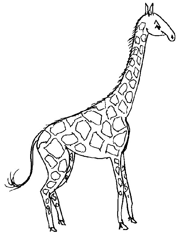 Giraffe Malvorlagen