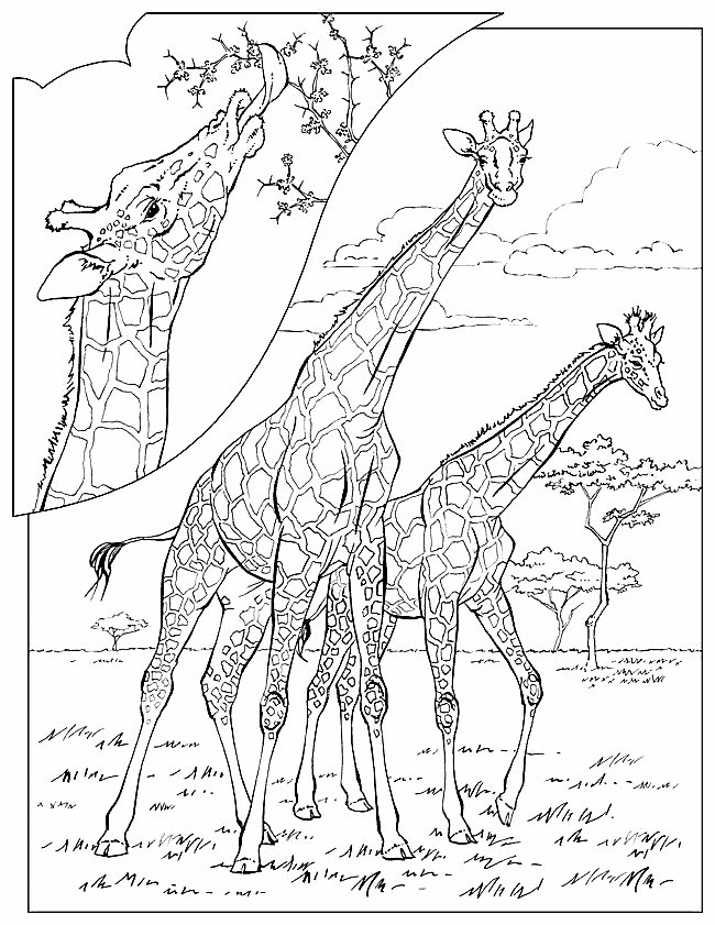Giraffe Malvorlagen