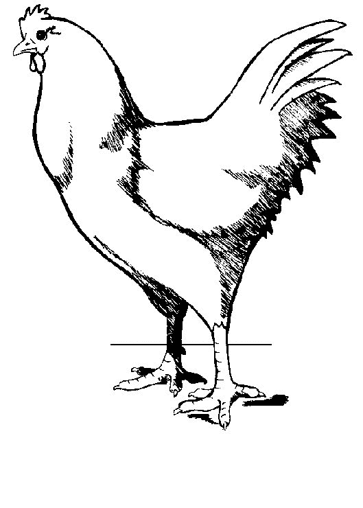 Huhn Malvorlagen