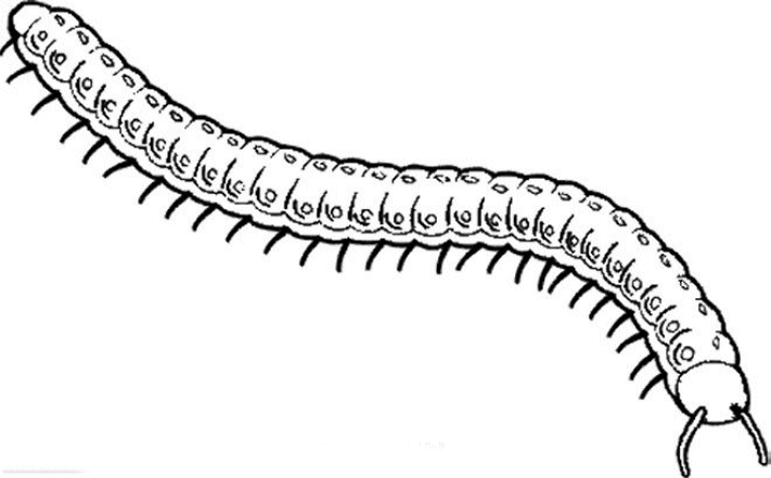 Insekten Malvorlagen