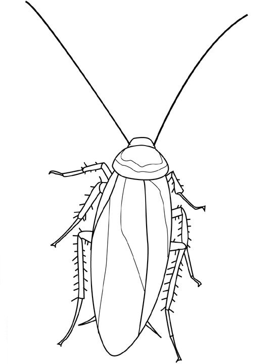 Insekten Malvorlagen