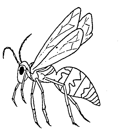 Insekten Malvorlagen