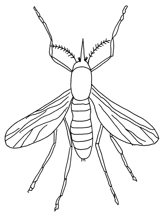 Insekten Malvorlagen