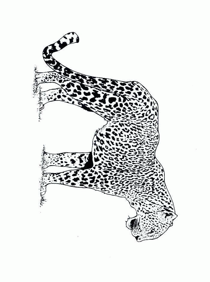 Jagdleopard Malvorlagen