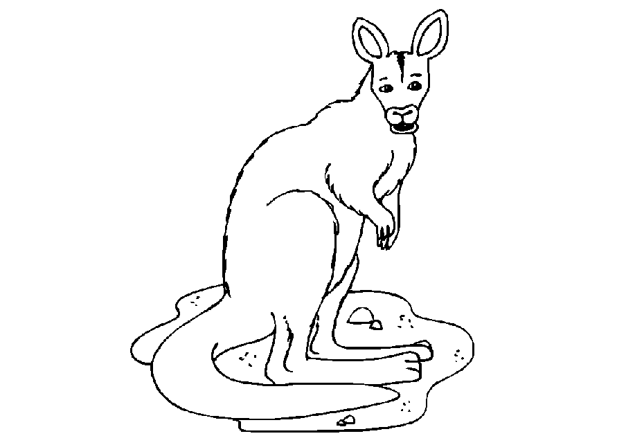 Kanguru Malvorlagen