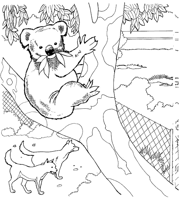 Koala Malvorlagen