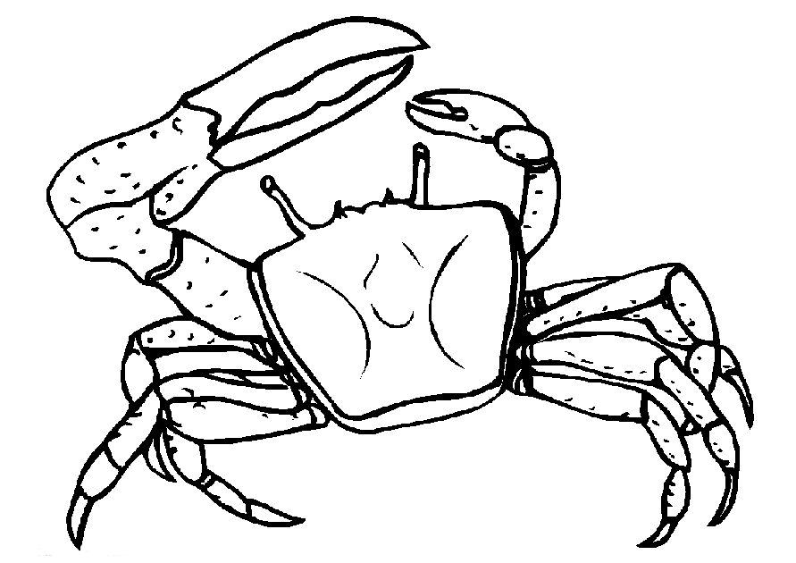 Krabbe Malvorlagen