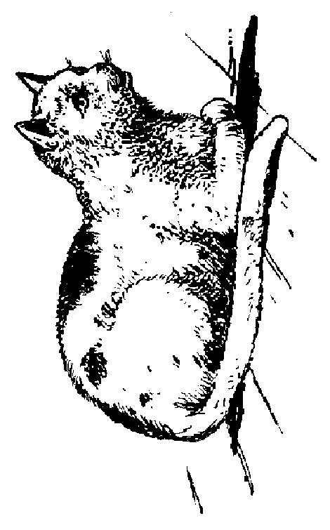 Muschi katzen Malvorlagen