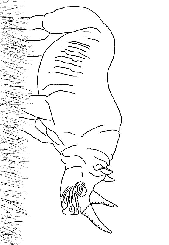 Nashorn Malvorlagen