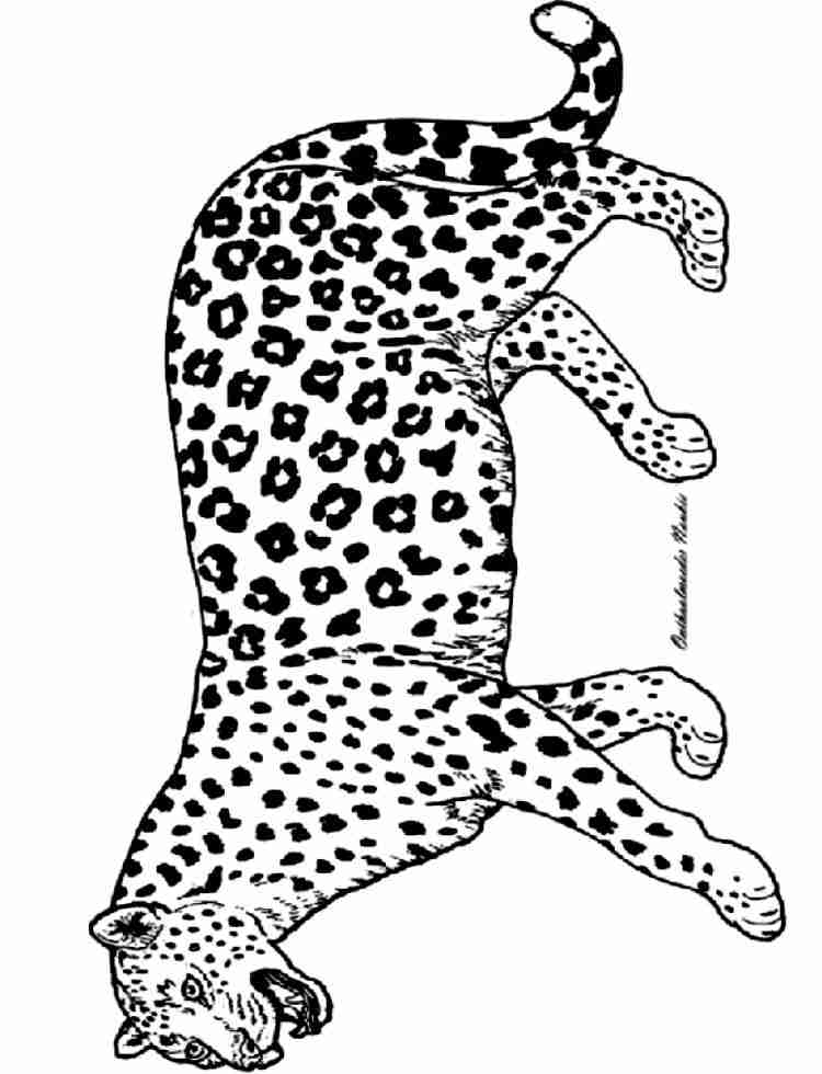 Panther Malvorlagen