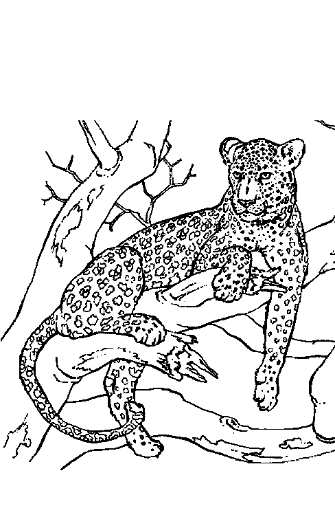 Panther Malvorlagen