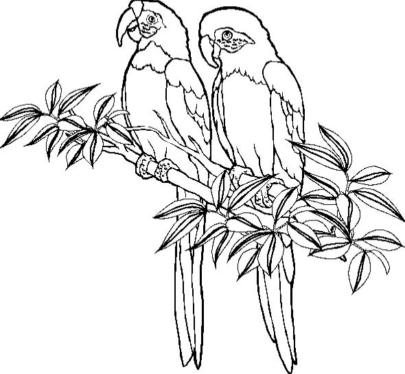 Papagaai Malvorlagen