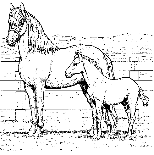 Pferde Malvorlagen
