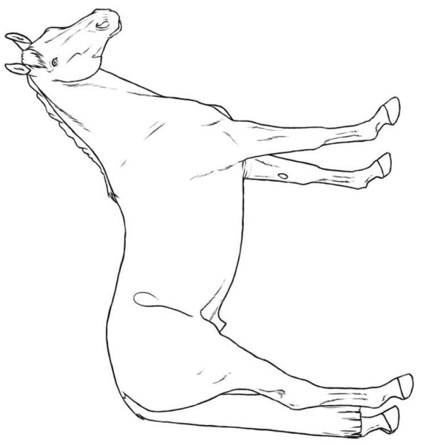 Pferderassen Malvorlagen
