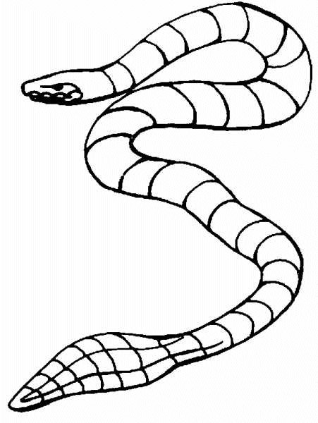 Schlangen Malvorlagen