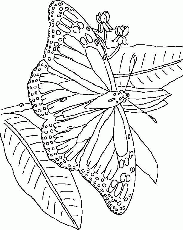 Schmetterling Malvorlagen