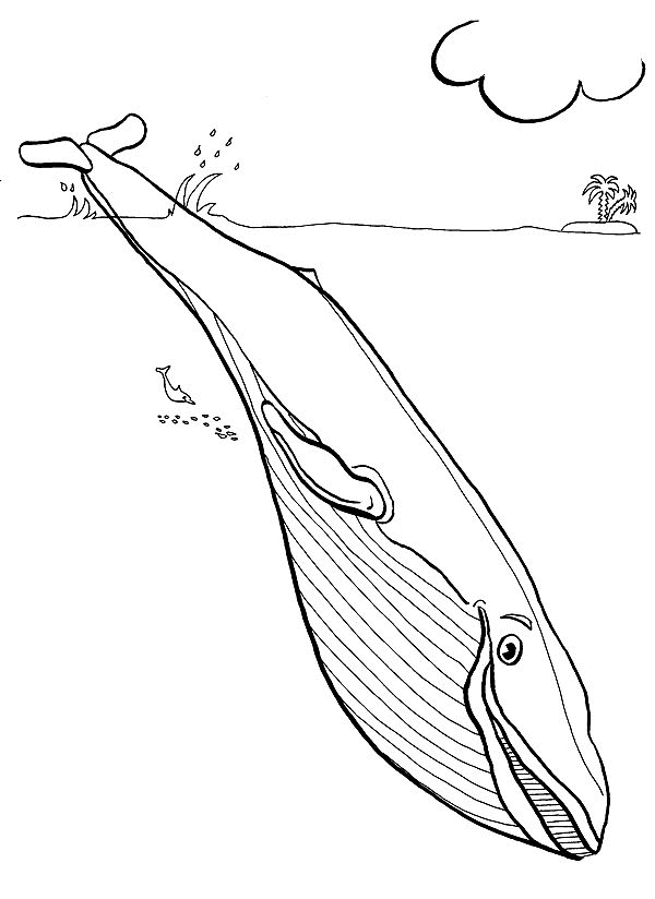 Seetiere Malvorlagen