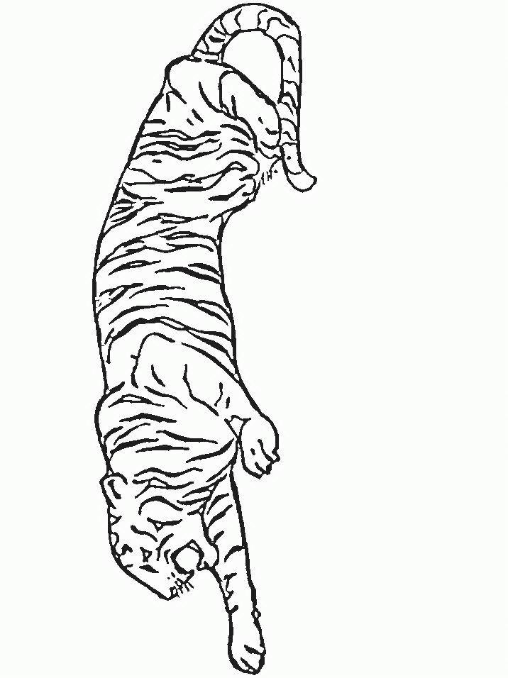 Tiger Malvorlagen