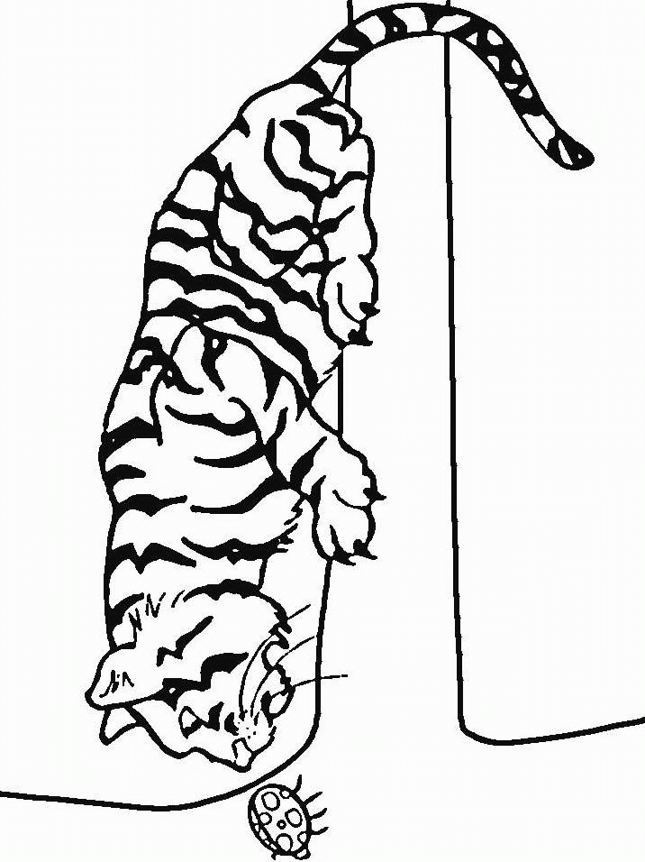 Tiger Malvorlagen